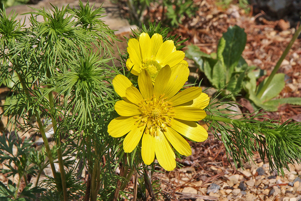 Adonis vernalis zweiter Standort