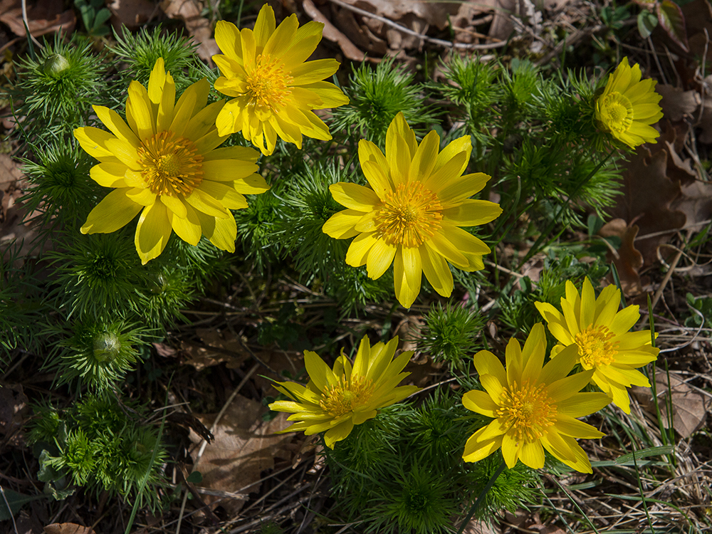 Adonis_Heinz Schaub Foto & Bild | fotos, spezial, natur Bilder auf ...
