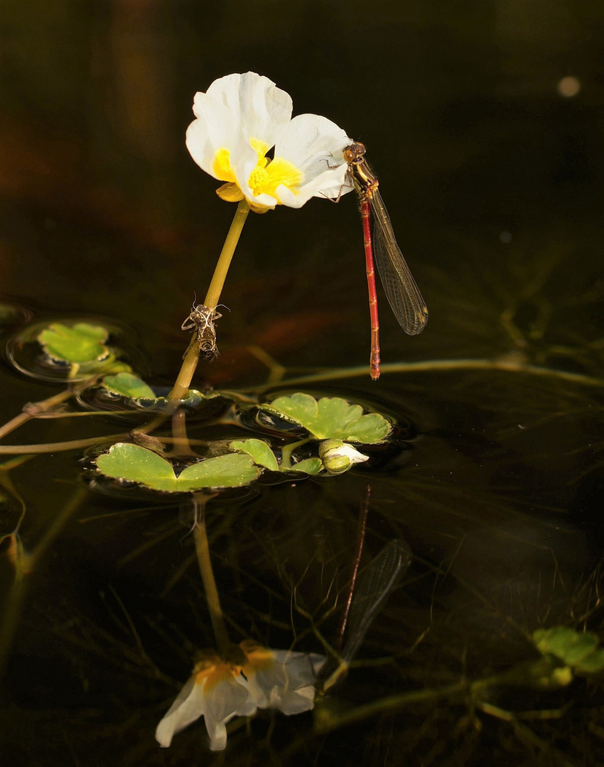 Adonisjungfer auf der Blüte...