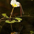 Adonisjungfer auf der Blüte...