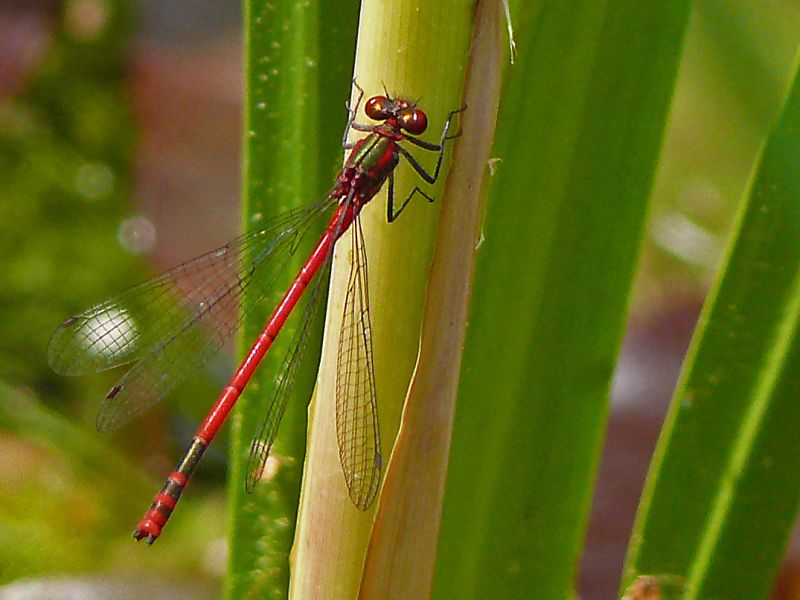 Adonisjungfer (Pyrrhosoma nymphula) (2)