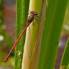 Adonisjungfer (Pyrrhosoma nymphula) (2)