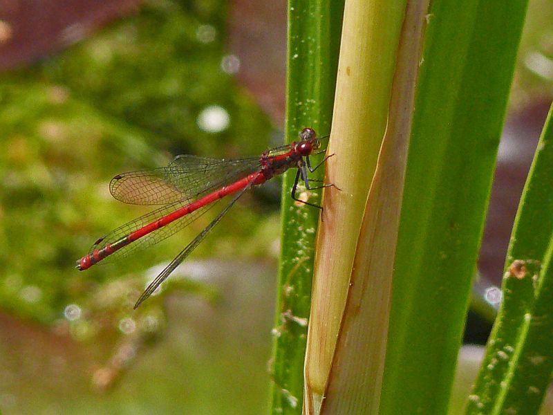 Adonisjungfer (Pyrrhosoma nymphula)