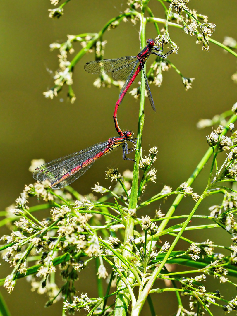 Adonislibelle