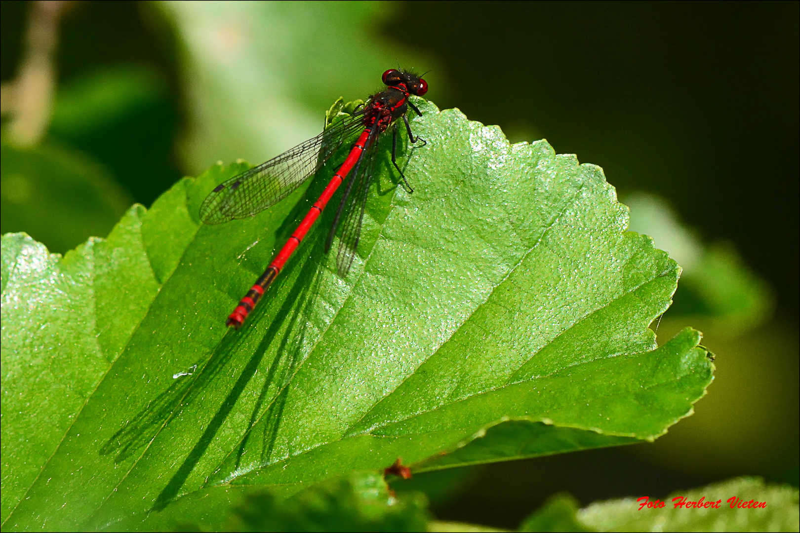 Adonislibelle