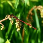 Adonislibelle am Teich