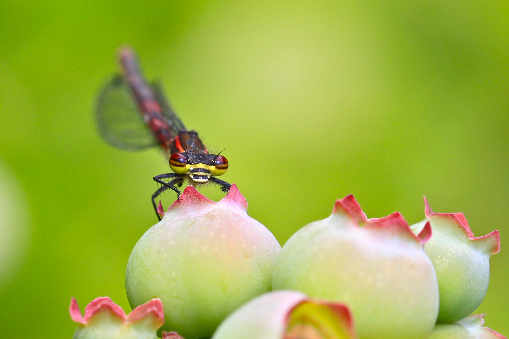 Adonislibelle auf Heidelbeere (Pyrrhosoma nymphula)