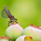 Adonislibelle auf Heidelbeere (Pyrrhosoma nymphula)