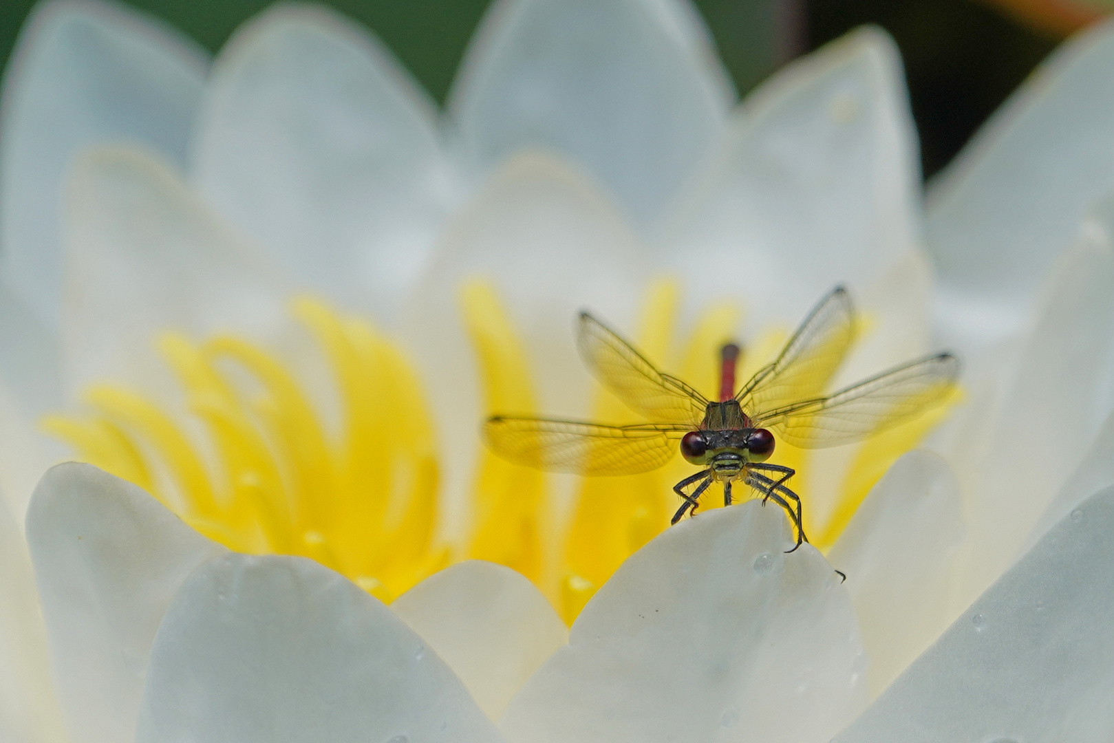 Adonislibelle auf Seerose 