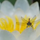 Adonislibelle auf Seerose 