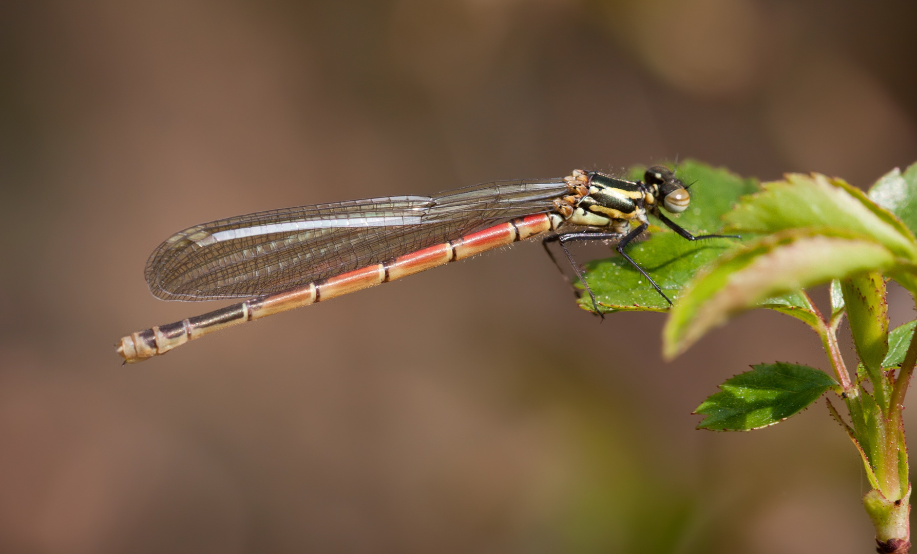 adonislibelle