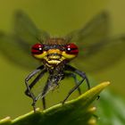 Adonislibelle bei der Mahlzeit