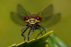 Adonislibelle bei der Mahlzeit