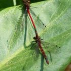 Adonislibelle bei der Paarung