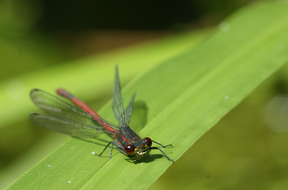 Adonislibelle