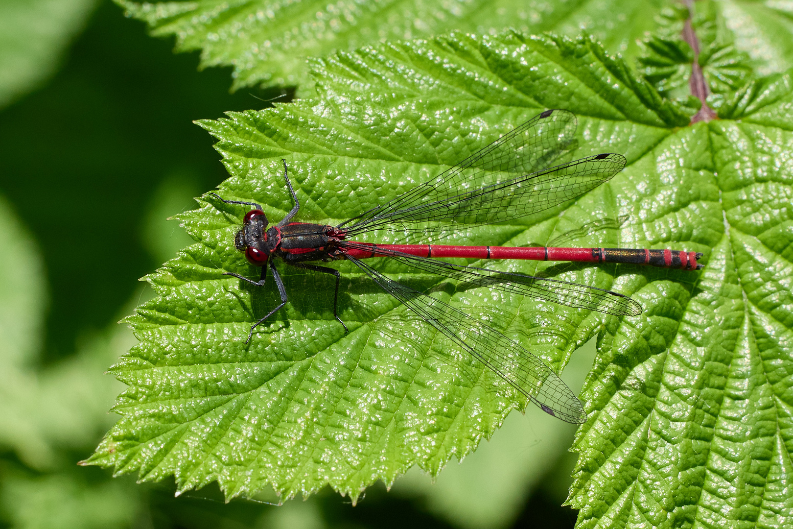 Adonislibelle