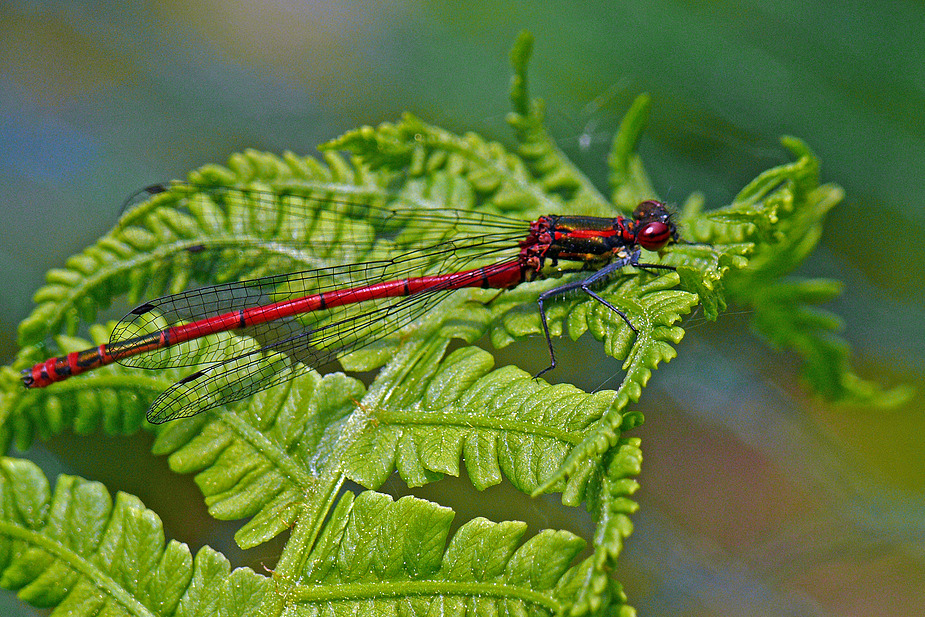 Adonislibelle