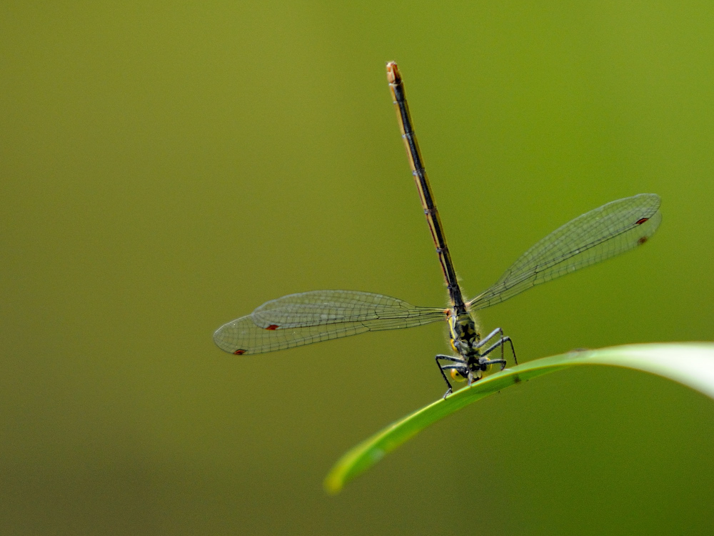 Adonislibelle