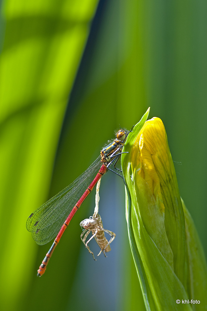 Adonislibelle