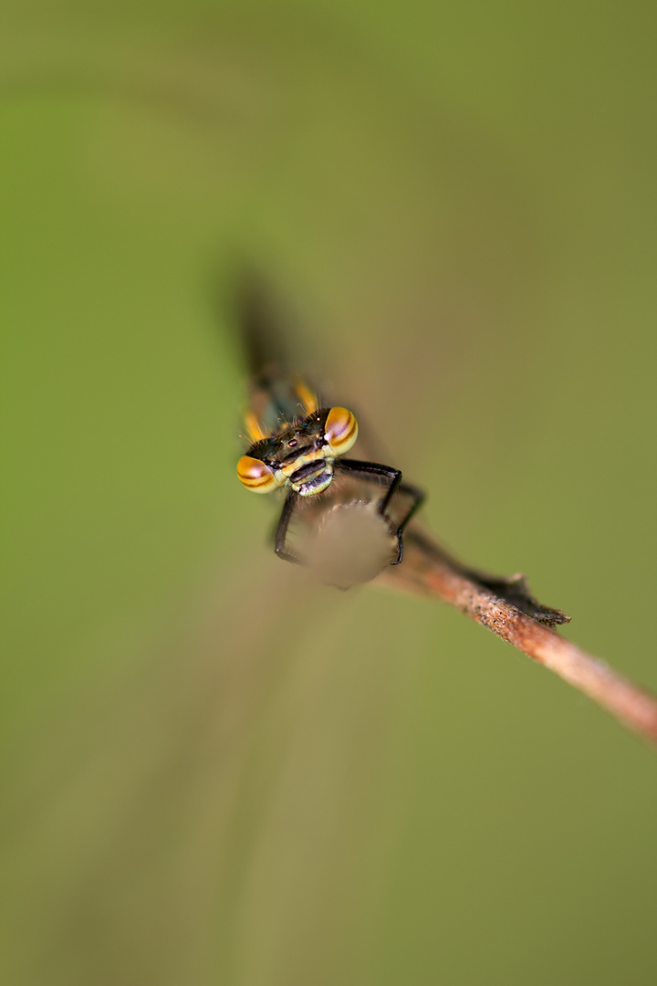 Adonislibelle frontal