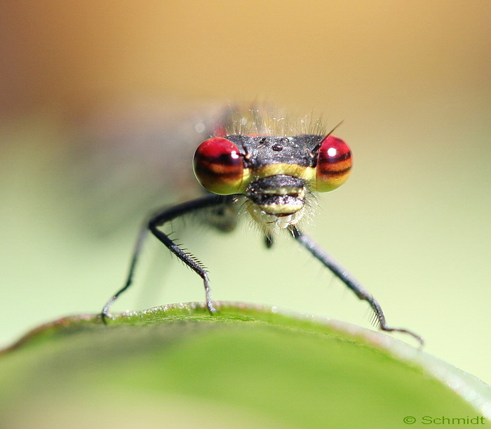 Adonislibelle Frontal Ansicht