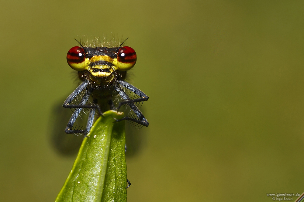 Adonislibelle Frontalansicht