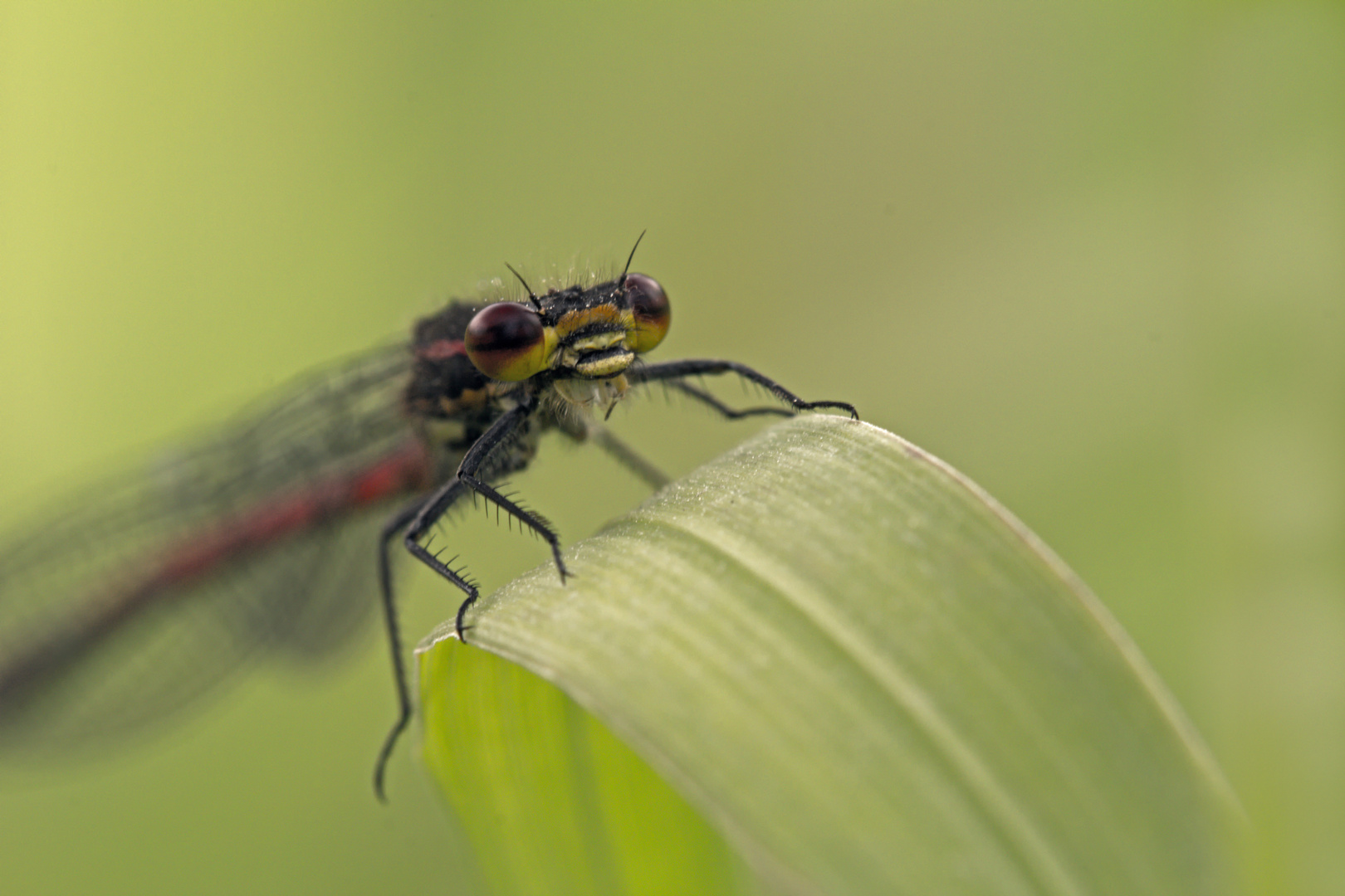 Adonislibelle im Portrait