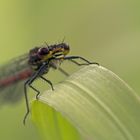 Adonislibelle im Portrait