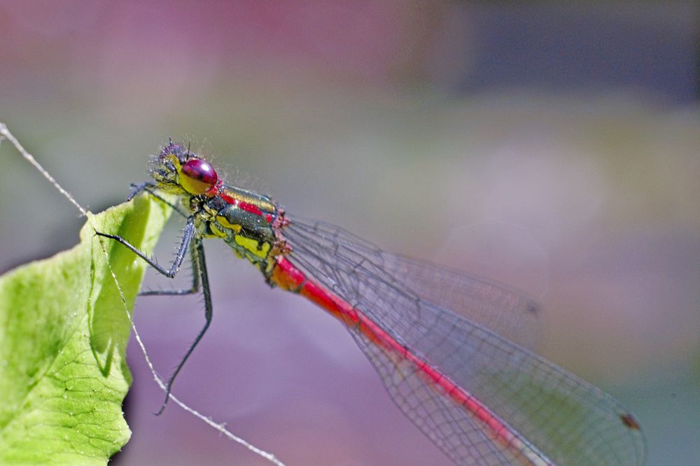 Adonislibelle (lat. - Pyrrhosoma nymphula)