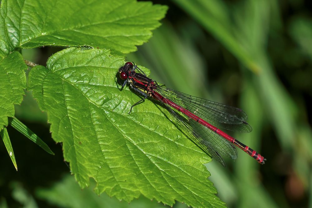 Adonislibelle Männchen