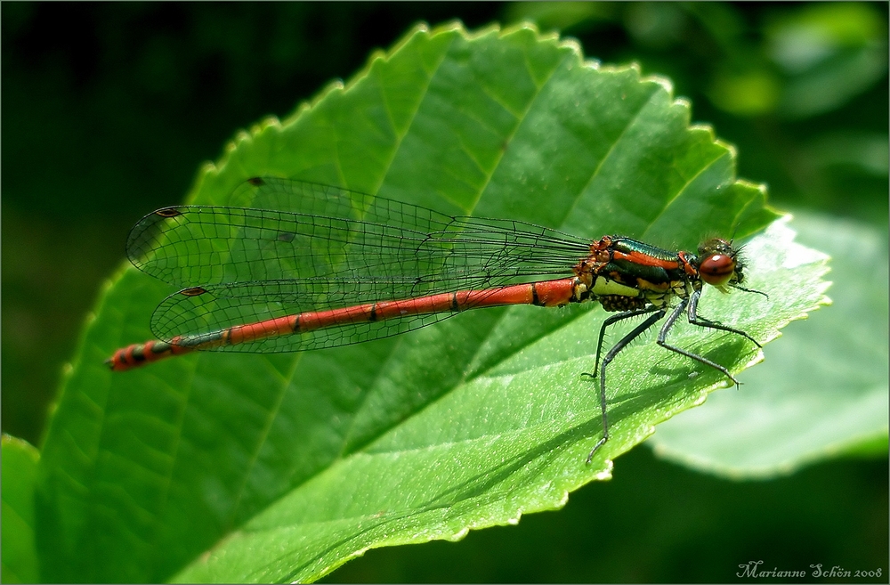 Adonislibelle mit Plagegeistern