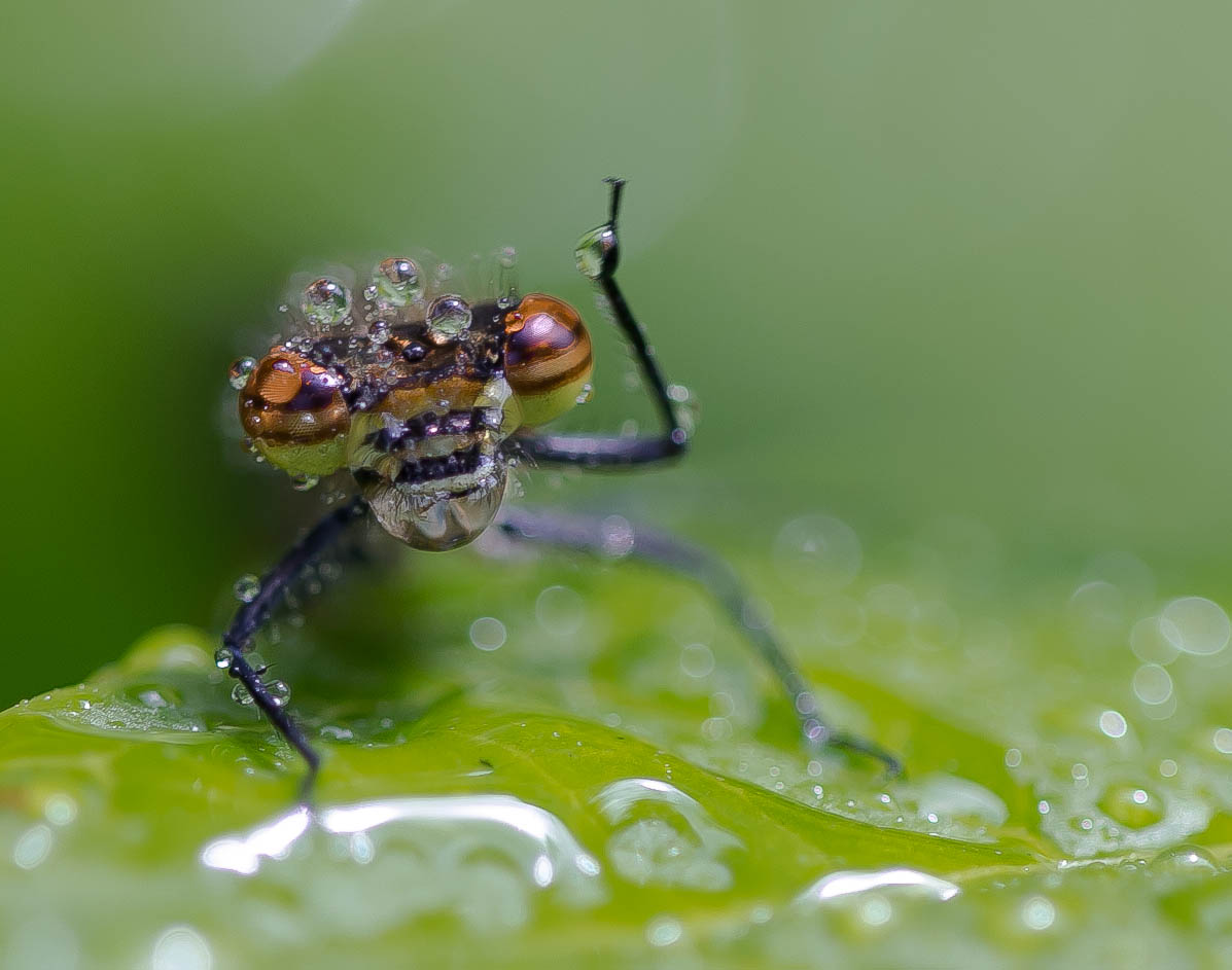 Adonislibelle nach dem Regen