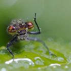 Adonislibelle nach dem Regen