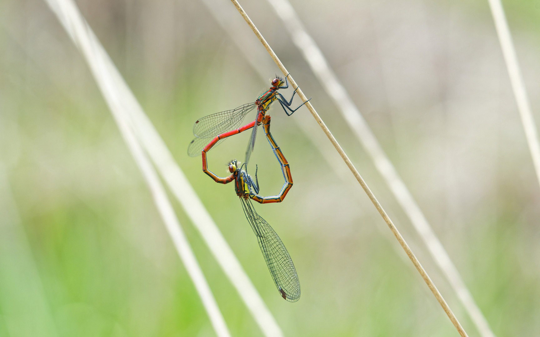 Adonislibelle Paarung