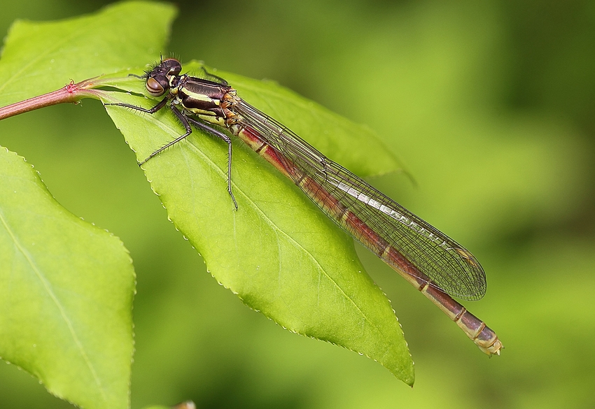 Adonislibelle (Pyrrhosoma nymphula)