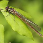 Adonislibelle (Pyrrhosoma nymphula)