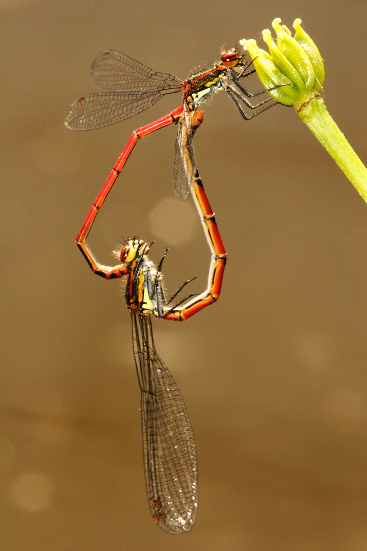 Adonislibelle (Pyrrhosoma nymphula)