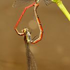 Adonislibelle (Pyrrhosoma nymphula)