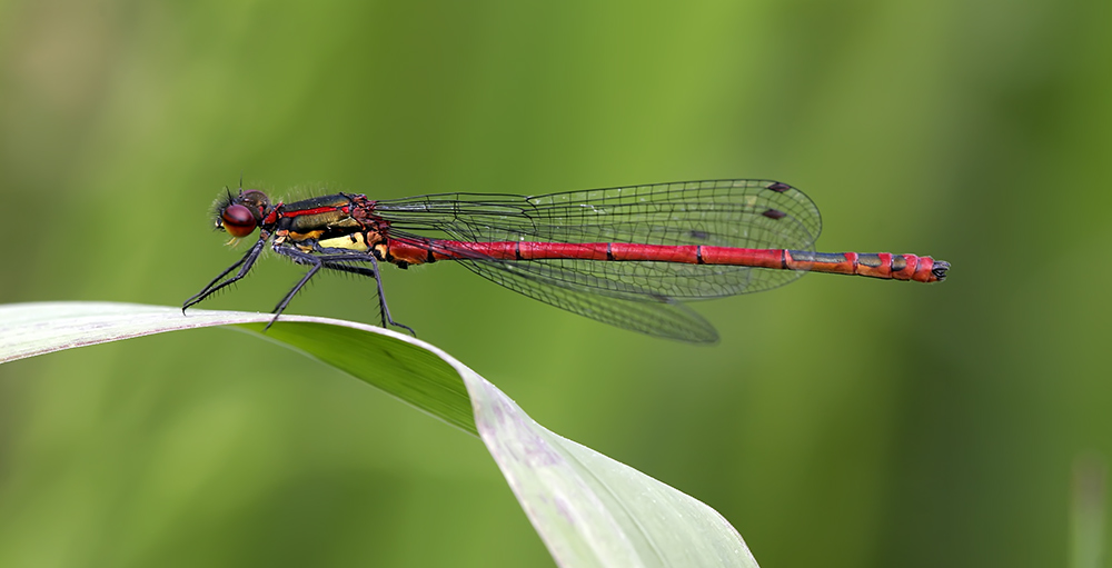 Adonislibelle (Pyrrhosoma nymphula).