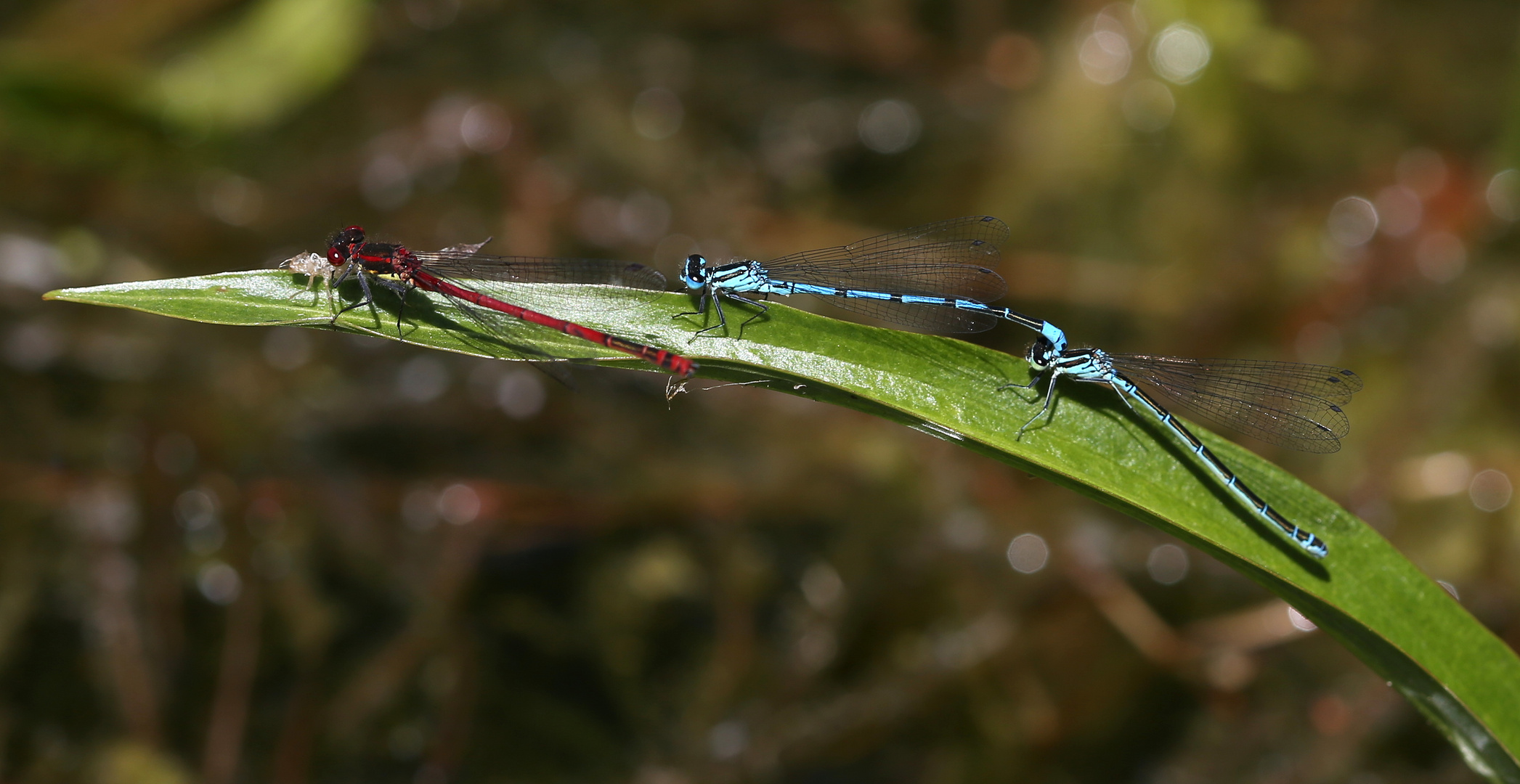 Adonislibelle und Azurjungfern