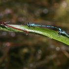 Adonislibelle und Azurjungfern