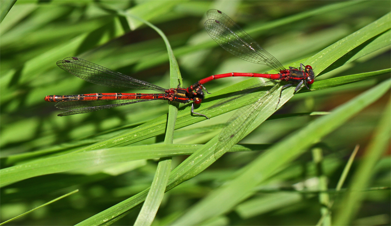 Adonislibellen (Pyrrhosoma)