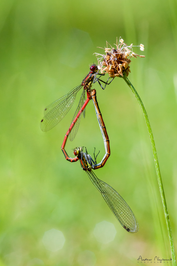 Adonislibellen (Pyrrhosoma nymphula)