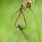 Adonislibellen (Pyrrhosoma nymphula)