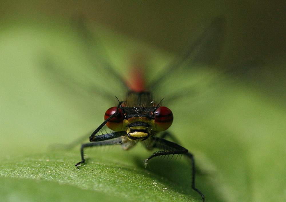 Adonisportrait