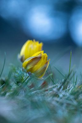 Adonisröschen (1 von 1)