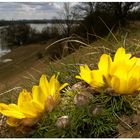 Adonisröschen (Adonis vernalis)