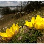 Adonisröschen (Adonis vernalis)