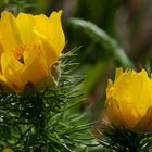   - ADONISRÖSCHEN - ( Adonis vernalis )