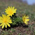 Adonisröschen (Adonis vernalis)...